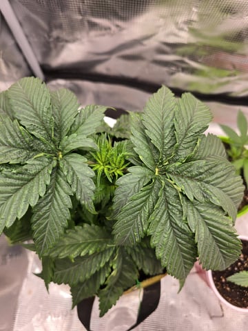 mc nuggets r1 — vegetative, day 27