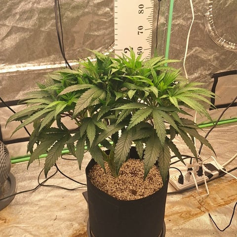 Gorilla Girl Autopot — vegetative, day 107