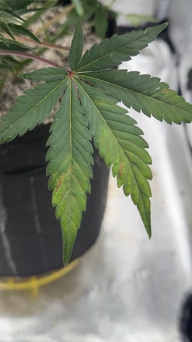 Papaya Cookies Autos  — auto, day 14