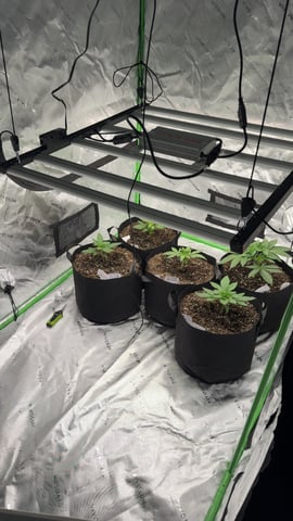 first grow — vegetative, day 1