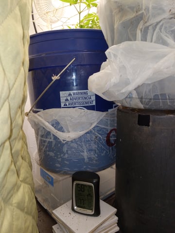 closet grow for veg with a.c infinity air intake fan .With no carbon filter just suction,and spider farmer sf 7000.Then a spider farmer sf tent 4×4×6.5with a G1500 l.e.d from spiderfarmer and spider farmer 6inch clip oscalating fan. — vegetative, day 9