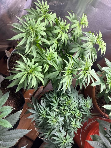 Unground Grow — grow_setup, day 1