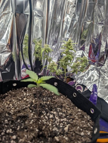 Zkittlez (Auto) — seedling_rooting, day 14