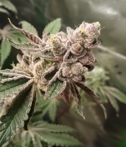 Mainely Genetics Micro Pheno Hunt — flower, day 95