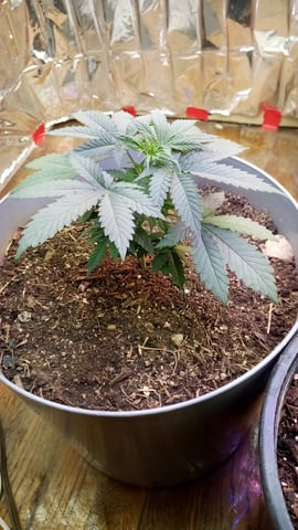 Jack hearer/Jack the ripper? — vegetative, day 33