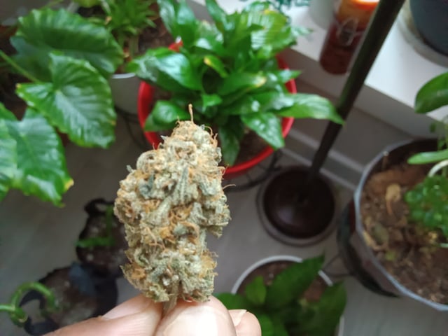 Started from clone 5/20 (Blood Diamond OG)  — done, day 63