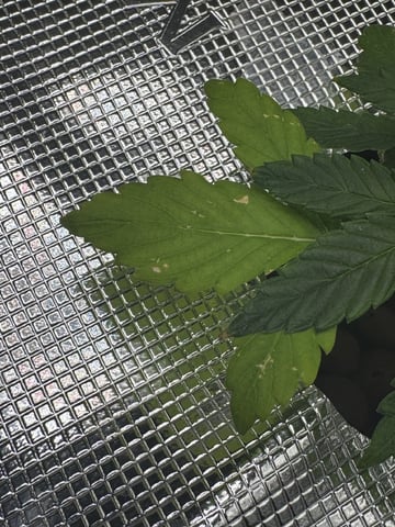 Round 1 — vegetative, day 29