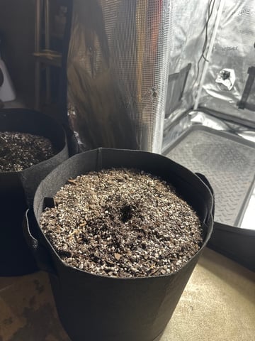 Gorilla Cookies — 1st Grow — germination, day 3