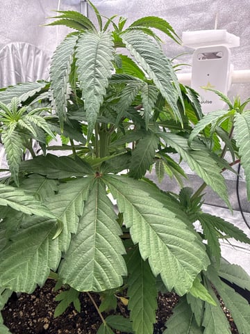 Blue Dream Grow — vegetative, day 16