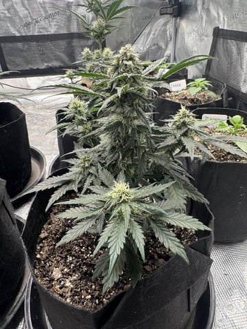 SSH and BD — flower, day 50