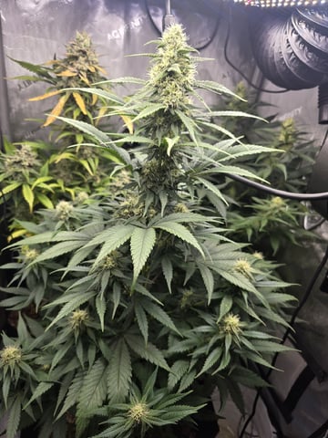 Coco Grow — flower, day 78