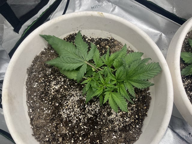 Autoskunk and OG Kush — vegetative, day 27