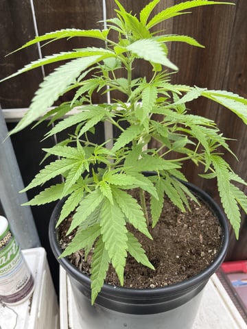 3masketeers — vegetative, day 30