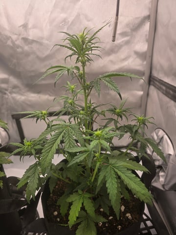 Dream beans burnt garlic — vegetative, day 29