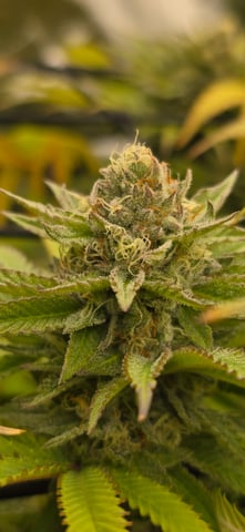 Attack Of The Clones — flower, day 75