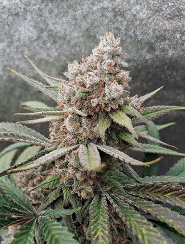 Experimental DIY Run — flower, day 29