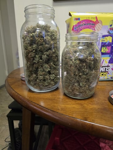 Gorilla Cookies auto 