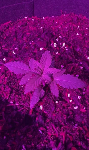 14x Big Bud Fast  — vegetative, day 2