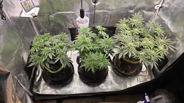 Blueberry Swirl — flower, day 35