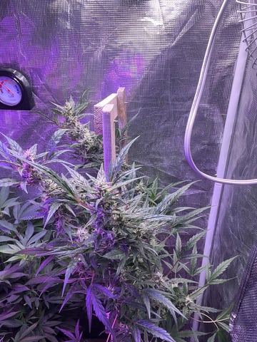 easy bud auto & nothern lights auto — flower, day 67