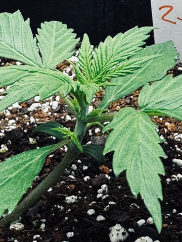 Frugal Farmer #1 — vegetative, day 16