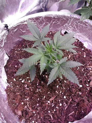 AWC  — vegetative, day 29