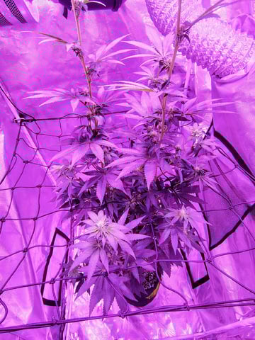 CountryG  — flower, day 109