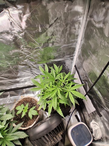 my new girls — vegetative, day 1
