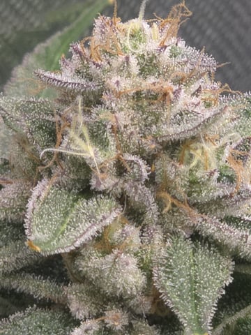 Barney's Farm - Cherry Popper — flower, day 114