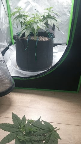 Critical Purple Kush — vegetative, day 61