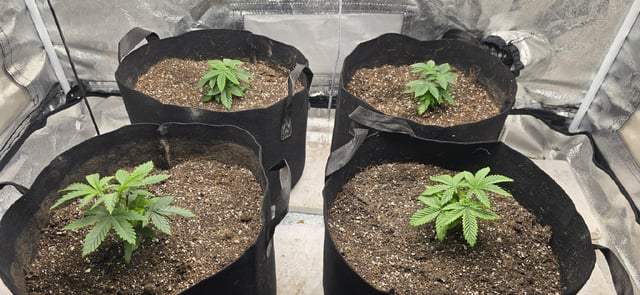 SGC & GWS — vegetative, day 33