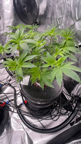 1st Ever Grow (Fat Bastard)(RDWC)  — vegetative, day 79