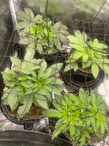 Mainely Organic Mix — flower, day 6