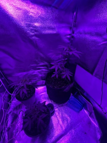 First attempt grow 😶‍🌫️ — vegetative, day 35