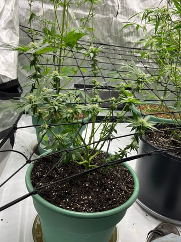 Lavender and Anesthesia Auto