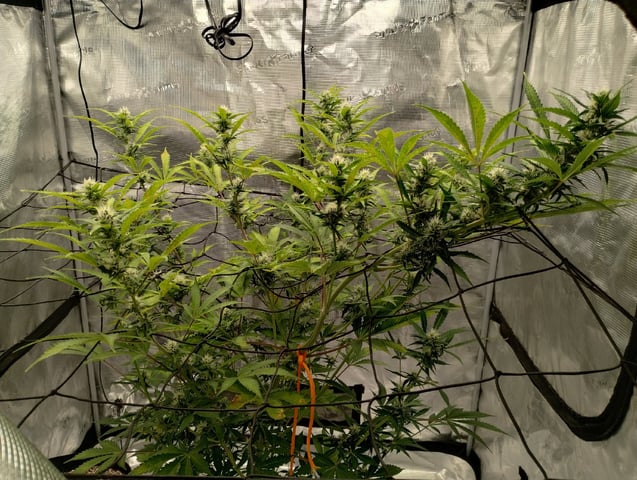 Round 2🥊 — flower, day 60