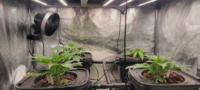 My First Grow — vegetative, day 31