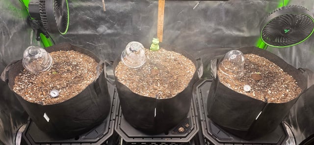 Spring Is Here... we hope... — grow_setup, day 1