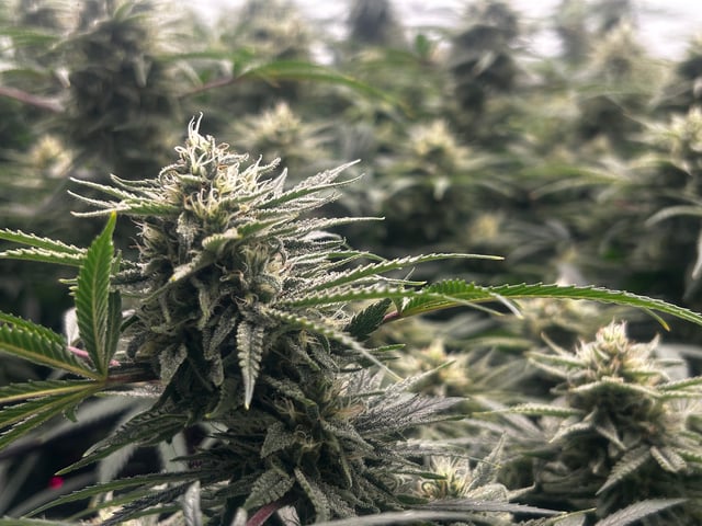 zunami s1 grounded genetics  — flower, day 73