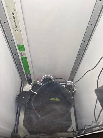 Blue Dream — seedling_rooting, day 11