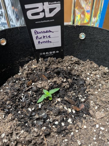 Mendo Frost / Gorilla Cookie / Banana Purple Punch  — seedling_rooting, day 13