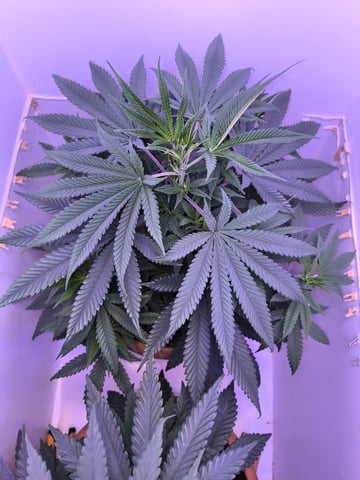 unknown strain 1st grow — vegetative, day 35