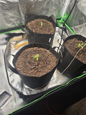 new start — vegetative, day 21