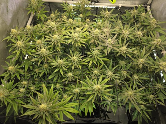 Strawberry Sugar  — flower, day 96
