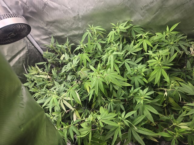 First Grow — flower, day 73