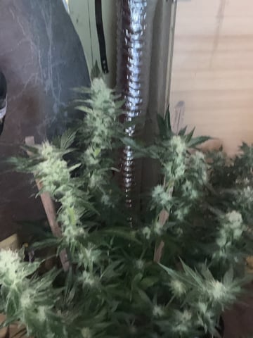 Ak-47 (Fast Verison) and pine Auto  — harvest, day 85