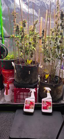 Here We Grow... — flower, day 107