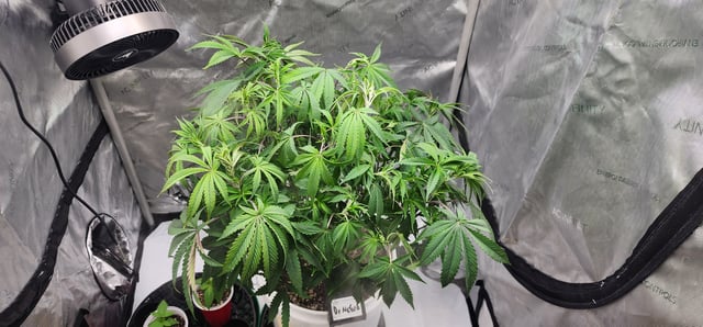 1st grow Dr. Nefario — vegetative, day 49