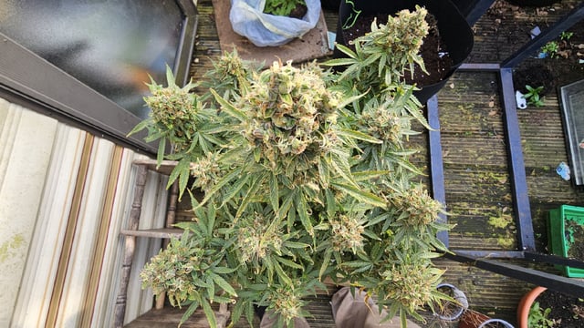 critical orange punch / strawberry soda — flower, day 79