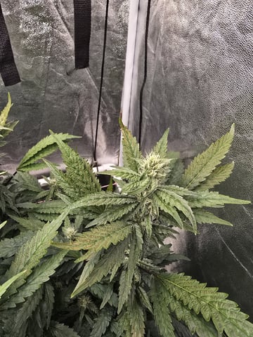 Oceanz 16 — flower, day 134